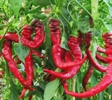 JIMMY NARDELLO PEPPER SEEDS 30+ MILD sweet PEPPER garden VEGETABLE FREE SHIPPING