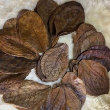 25 / 50 g Catappa indian almond leaves ketapang leaf shrimp betta fish aquarium