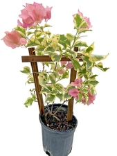 Variegated Pastel Pink Live Plant Bougainvillea Vine in 6" Pot w/ Trellis NO CA