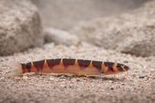 4 Banded Kuhli Loach