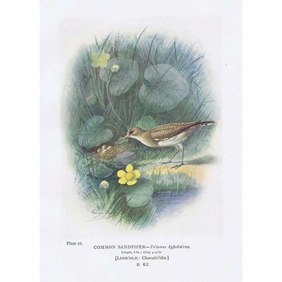 BIRDS Common Sandpiper - Antique Print 1910 by George Rankin