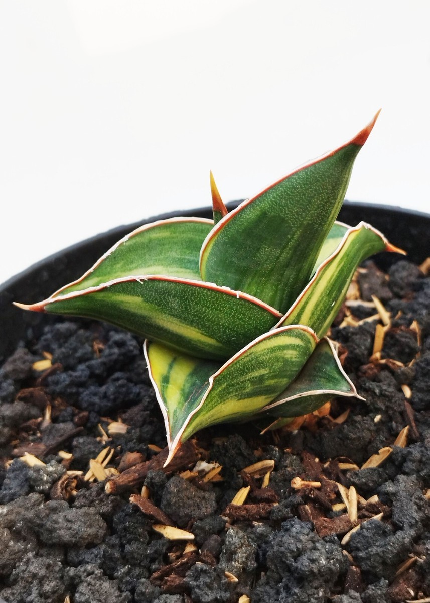 サンスベリア ヘッジホッグ 1 Sansevieria 臭い Hedgehog