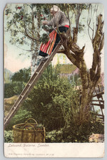 c1908 Fruit Picking Leksand Dalarne Sweden Woman Ladder Postcard - Unposted