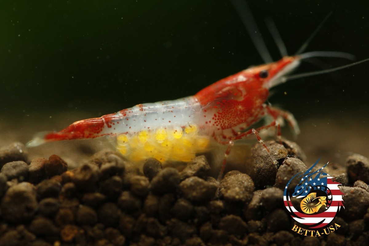 20+2 Orange Rili Shrimp - Freshwater Neocaridina Aquarium Shrimp (Live Arrival Guarantee)