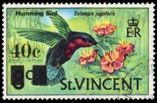 ST. VINCENT 365 - Purple-throated Carib "Eulampis jugularis" (pb60333)