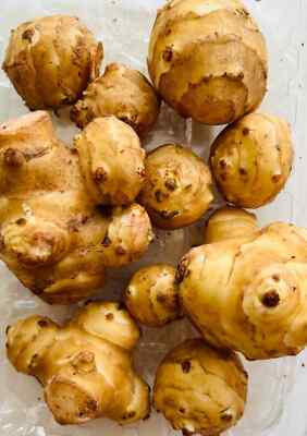 18 Organic Tubers White Mammoth Sunchoke / Jerusalem Artichoke Dug Fresh for you