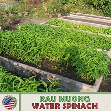 50+ Rau Muong Thai Water Spinach Seeds, Ipomoea aquatica, Non-GMO, Genuine USA