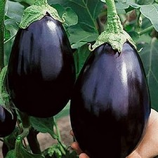 Aubergine Black Beauty Pack Vegetable Plug Plants x6