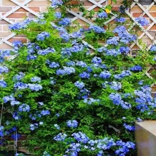 20 SEEDS for Blue JASMINE rare flower exotic climber vine bush plant USA Seller