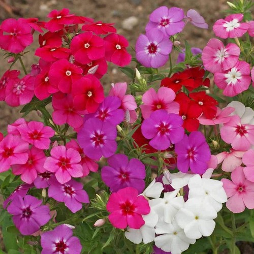 1 Oz Mixed Annual Phlox Wildflower Seeds - Everwilde Farms Mylar Seed Packet - Picture 3 of 3