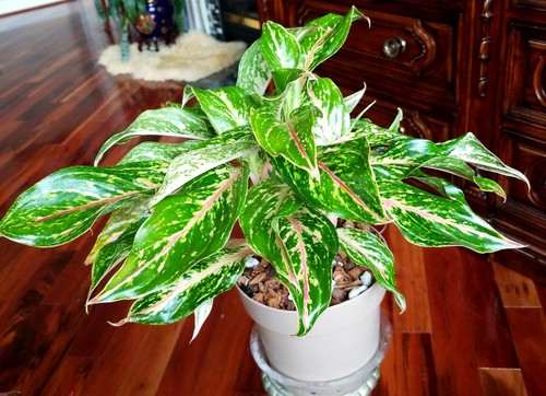 RARE XL Aglaonema Lao Nam Thong 19" Tall Multi Plants No Anthurium Philodendron - Picture 5 of 20