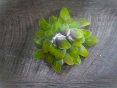 30 Camelot Macaw Covert Parrot Feathers - Green