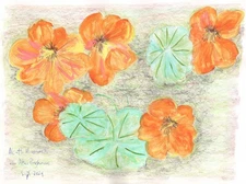 Art Print A4 “Nasturtiums" #PeterBrighouseArtist Illustrator Writer Author