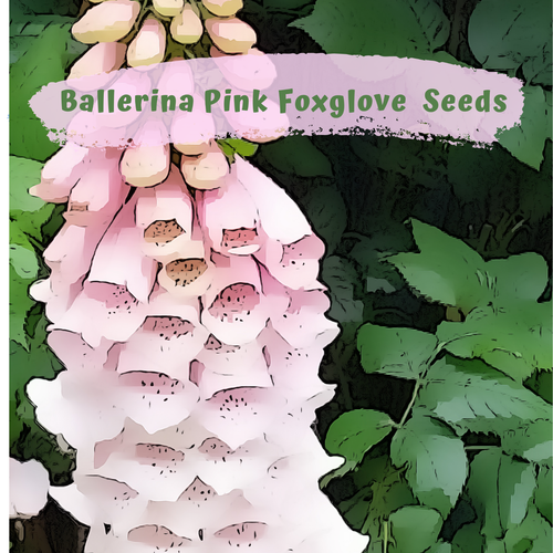 Ballerina Pink Foxglove (digitalis) 300 plus Flower Seeds