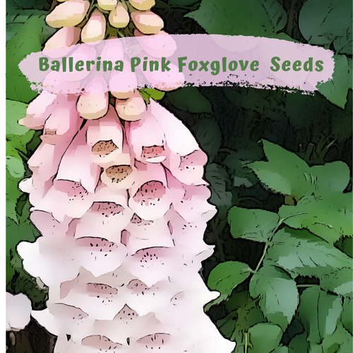 Ballerina Pink Foxglove (digitalis) 300 plus Flower Seeds - Afbeelding 1 van 5