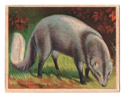 1925 Mongoose Trading Card FC1 Harry Horne Jelly Like T29 Hassan Tobacco