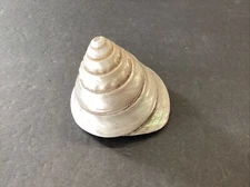 Large Vintage Mother Of Pearl Seashell 4” Cone Swirl Shape Free Ship