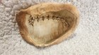 Real 5.25” Turtle Shell Taxidermy Oddity Curiosity Craft Specimen — photo 8