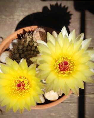 Notocactus Elegance