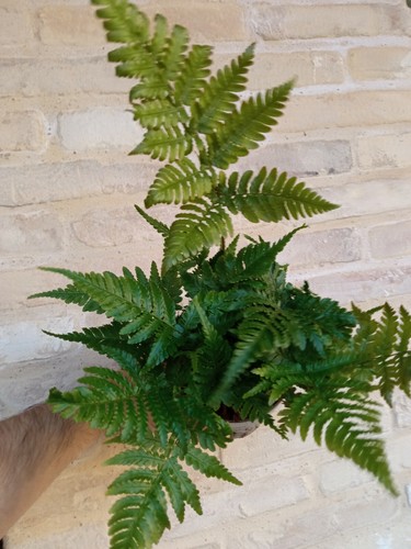 Helechos Pack 5 plantas surtidas de interior Helecho Varens Pteris surtidas lote - Imagen 13 de 24