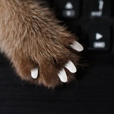 2 Packs 40PCS Practical Pet Nail Cat Dog Nail Cover Anti- dog