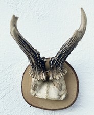 Reh Geweih auf sch&ouml;ner Holztafel, Rehgeh&ouml;rn Rehgeweih Bockgeh&ouml;rn Hirsch (8)