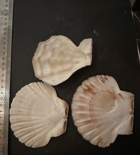 COLLECTION COQUILLAGE : VALVES DE PECTEN lot de 26 - Foto 4 di 4