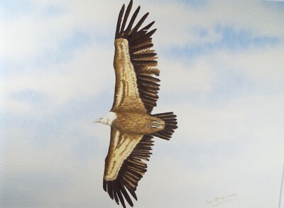 Original Aquarell, 'Gänsegeier', um 1980, Ian R Hornsby