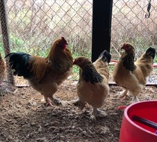 Buff Brahma Hatching Eggs 6 NPIP certified AI clean flock