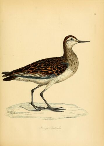 Illustrations of Ornithology Vintage Books Collection 5 PDF Books on 1 DVD - Bild 13 von 16