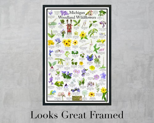 Guía de campo de flores silvestres de Michigan Woodland/póster de identificación de flores estatales - Imagen 3 de 8