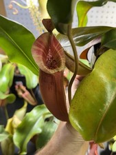 Nepenthes XL Veitchii (Orange Fade X Pink Candy Cane) Potted