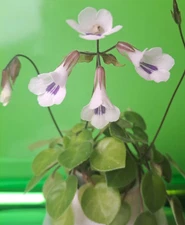 50+ Metapetrocosmea tamiana Seeds–| Rare Flowering Houseplant