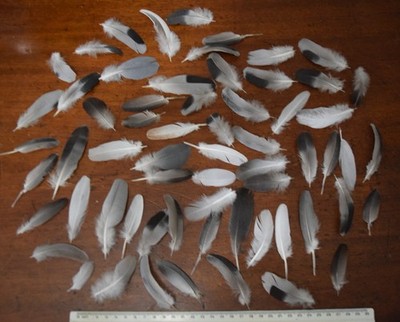 60 Vogelfedern zum , Basteln , Angeln Fliegenköder usw
