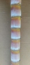 1 Sugar cane stick with 5 nodes for planting