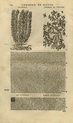 Antique Print-Sparrow-wort-Convolvulus-Chamelaea-Mattioli-p. 664-Anonymous-1572