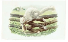Antique RARE 1897 Chromolithograph RARE Albino Red Squirrel
