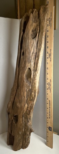 Driftwood natural aquarium terrarium beach decor taxidermy Centerpiece 