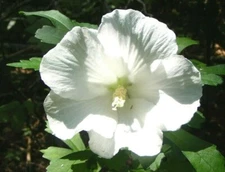 Rose Of Sharon Hibiscus Live Plant with Roots