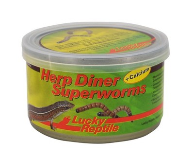 Lucky Reptile Herp Diner Superworms