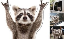 Rocking Raccoon Sticker, Funny Raccoon Cute Car Decal 5.5-Inches Decal Car