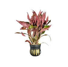 Ludwigia Peruensis Pot  Buy3Get1Free  Live Aquatic Plants