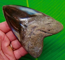 MEGALODON SHARK TOOTH Real Fossil 4.72”   Sharks Teeth BIG HUGE 