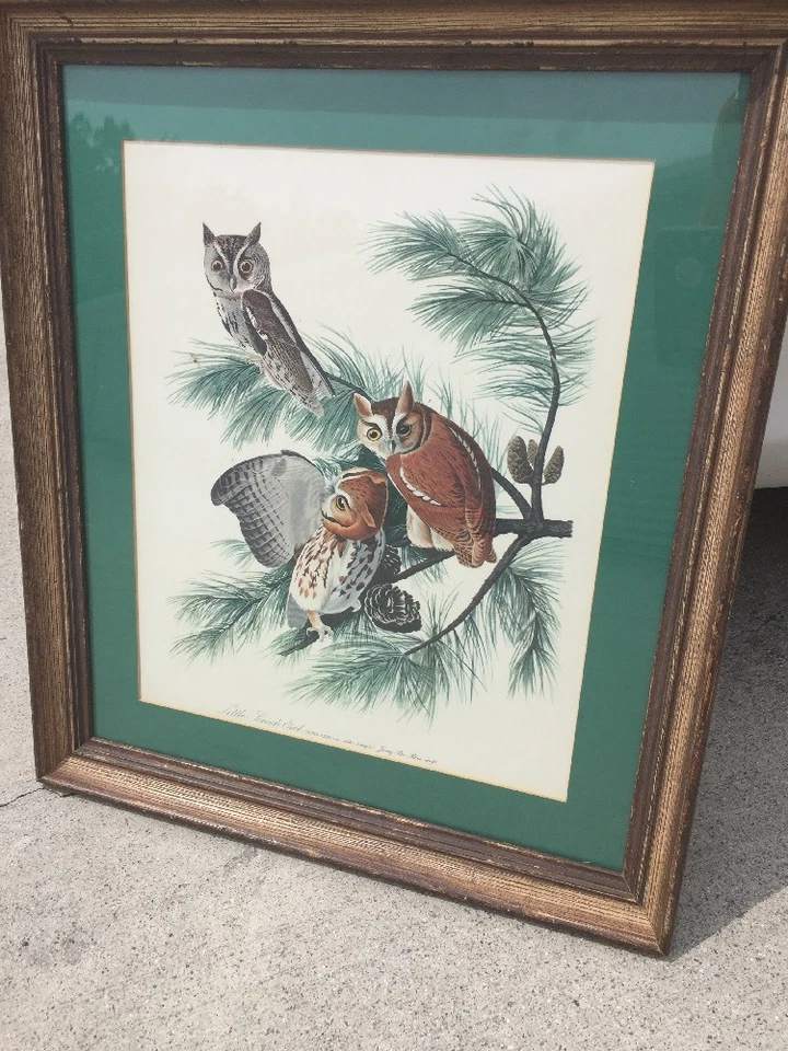 Cuadro antiguo TRABAJO ARTÍSTICO enmarcado vintage PEQUEÑOS BÚHOS CHILLONES en PINOS JERSEY  Foto 2 de 4