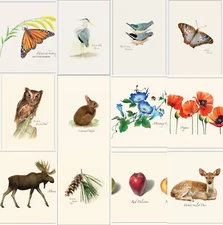 Earth Sky + Water Boxed Blank Notecards with Envelopes Set - Various Your Choice