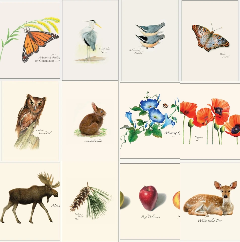 EARTH SKY + WATER INC. Earth Sky + Water Boxed Blank Notecards with Envelopes Set - Various Your Choice