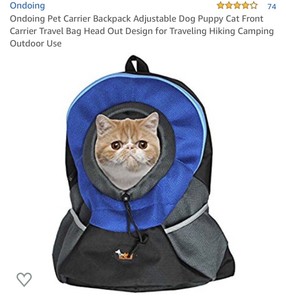 cat going under door