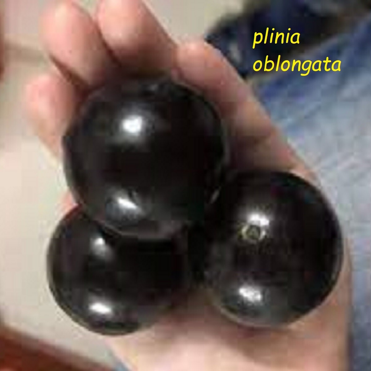 JABOTICABA AZEDA~ Plinia Oblongata rare Jabuticaba Fruit Tree live