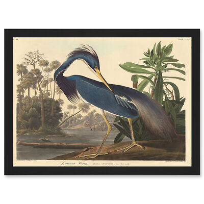 Painting Bird Audubon Louisiana Heron Framed A3 Wall Art Print