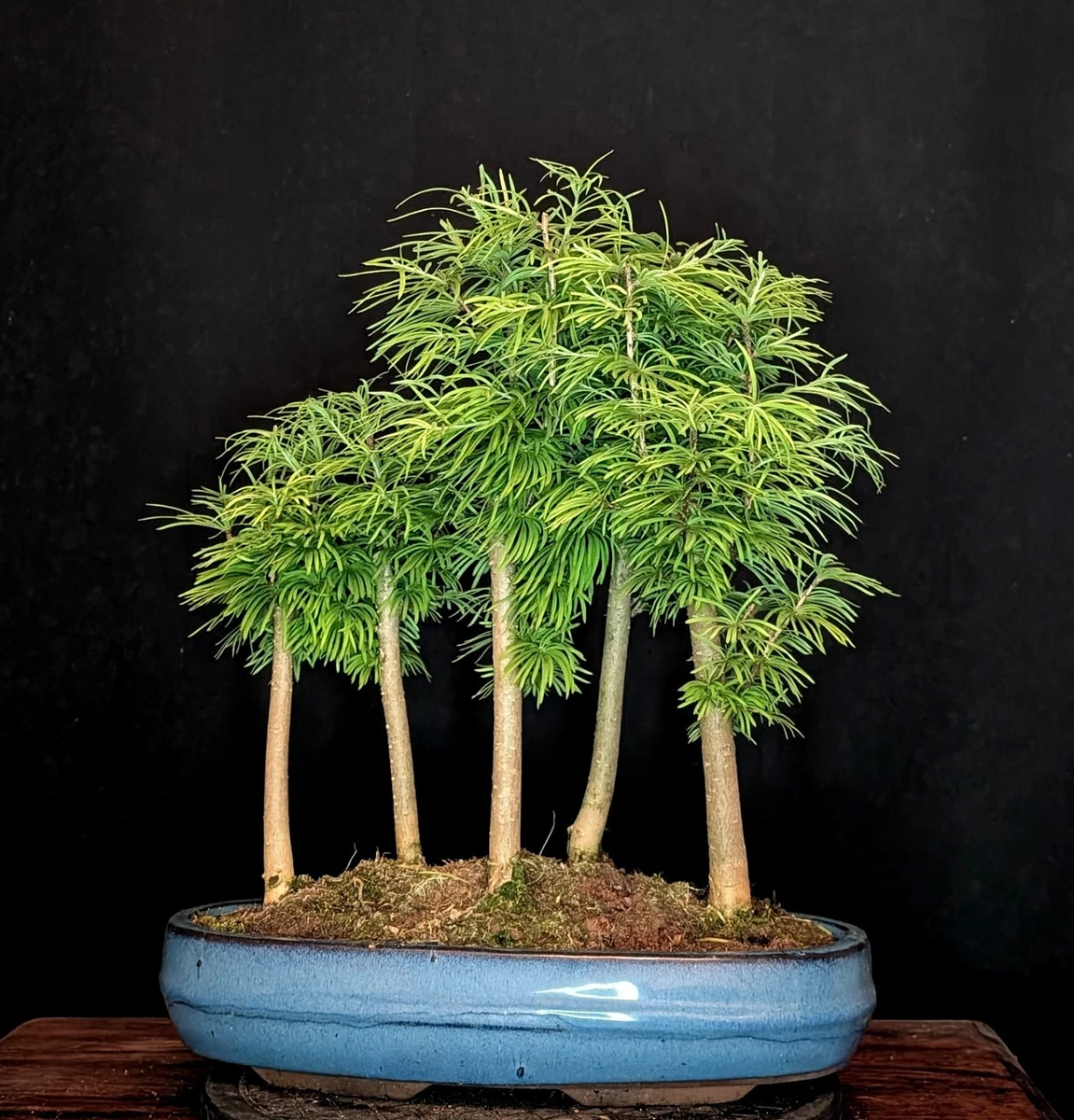 buddhist pine bonsai Buddhist Pine Bonsai S Trunk main image 1